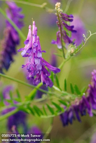 Annual Cow Vetch blossoms & foliage detail