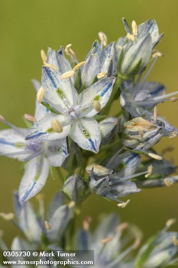 Columbia Frasera blossoms extreme detail