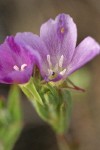 Small-flowered Godetia blossoms detail