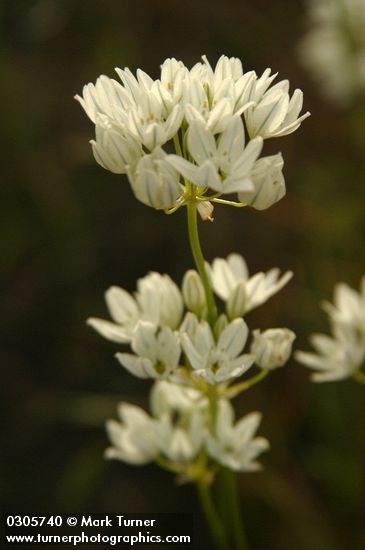 Hyacinth Cluster Lily blossoms