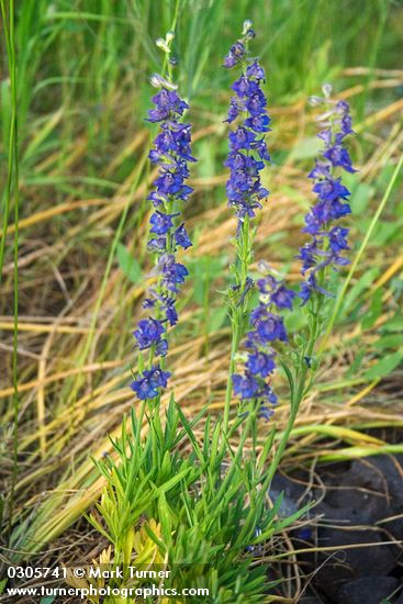 Meadow Larkspur