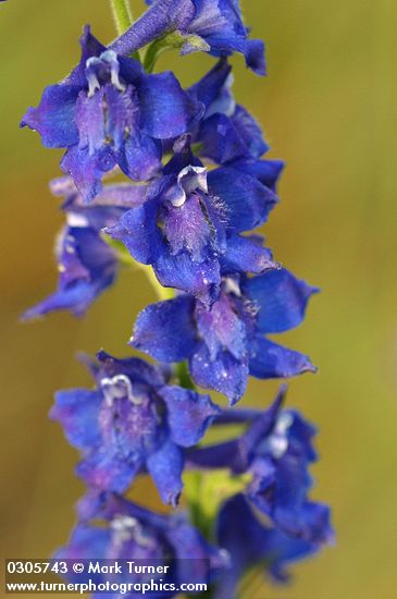 Meadow Larkspur blossoms detail
