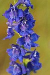 Meadow Larkspur blossoms detail