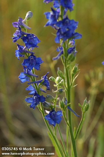 Meadow Larkspur blossoms