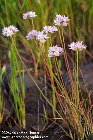 Narrow-leaf Onions