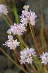 Narrow-leaf Onion blossoms