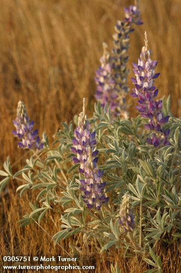 Desert Lupine in early morning light