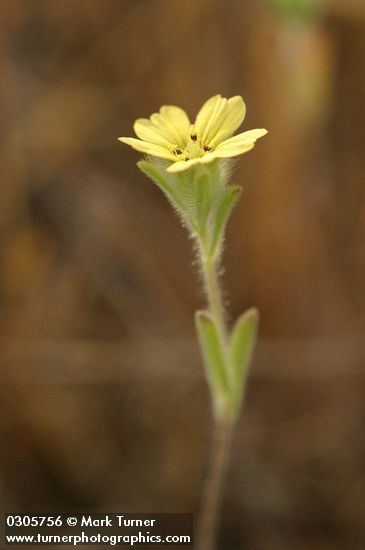 Lemon-scented Tarweed blossom & foliage detail