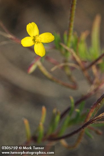 Slender Evening Primrose