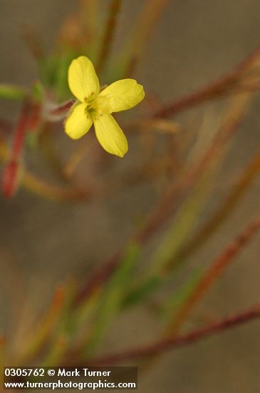 Slender Evening Primrose