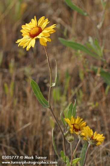 Blanket Flower