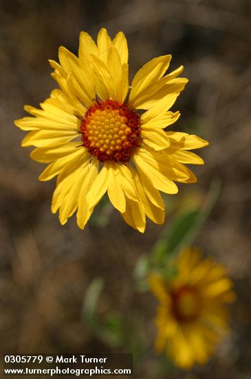 Blanket Flower blossom detail