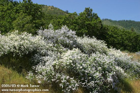 Deer Brush white & blue forms