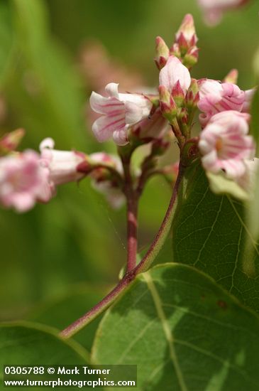 Spreading Dogbane blossoms & foliage detail