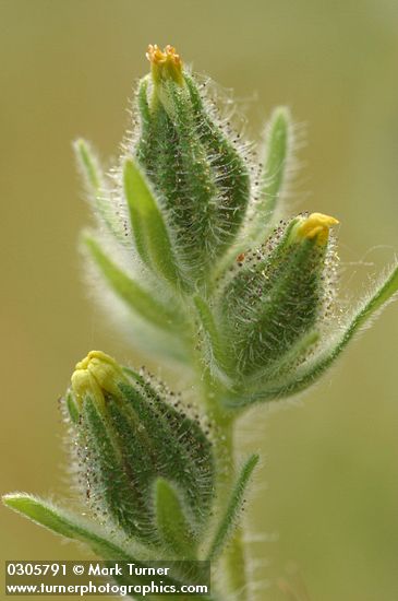 Common Tarweed flower heads extreme detail