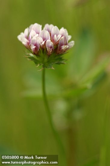 White-topped Clover blossom detail