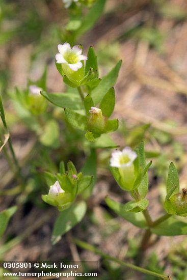 Bractless Hedge-hyssop
