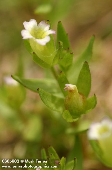 Bractless Hedge-hyssop blossom & foliage detail