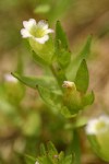Bractless Hedge-hyssop blossom & foliage detail