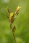 Short-flowered Monkey Flower blossom & foliage detail