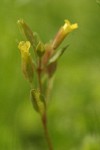 Short-flowered Monkey Flower blossoms & foliage detail