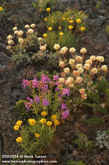 Linear-leaf Daisy, Rock Penstemon & Douglas' Buckwheat at sunset