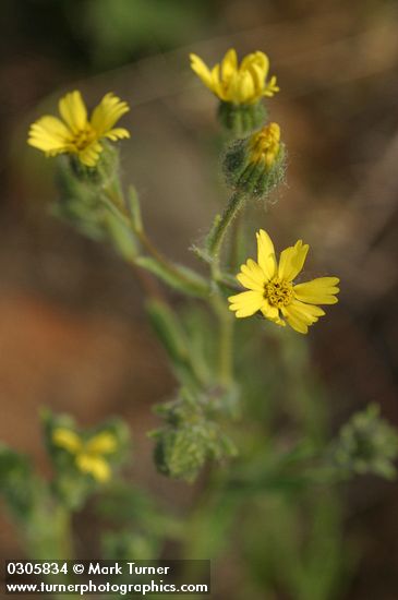 Common Tarweed blossoms