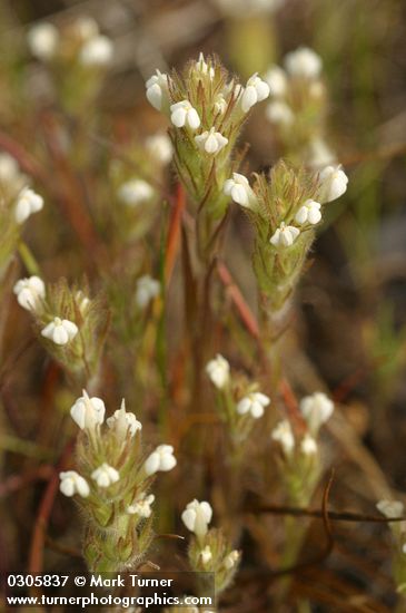 Hairy Indian Paintbrush
