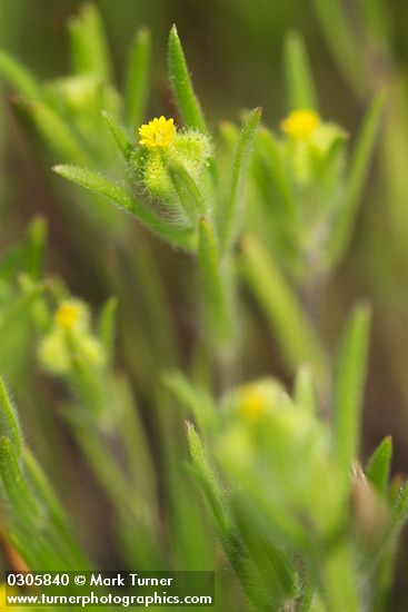 Little Tarweed blossom & foliage detail