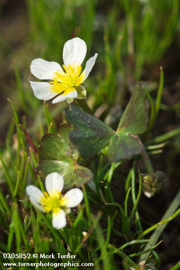 White Water Buttercup blossoms & foliage detail