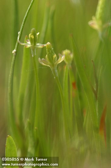 Tiny Mouse-tail blossoms & foliage detail