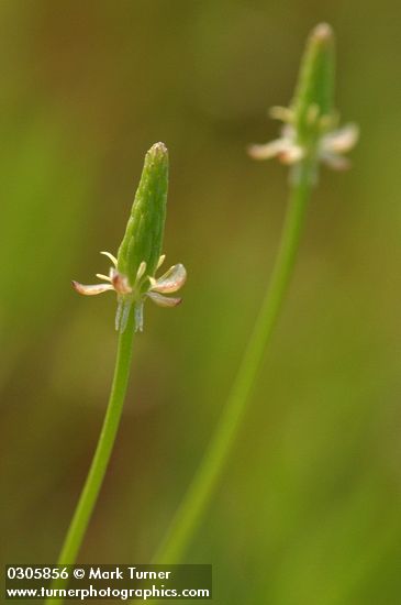 Tiny Mouse-tail blossoms exteme detail