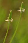 Tiny Mouse-tail blossoms exteme detail