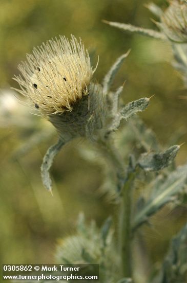 Wavy-leaf Thistle blossom & foliage detail