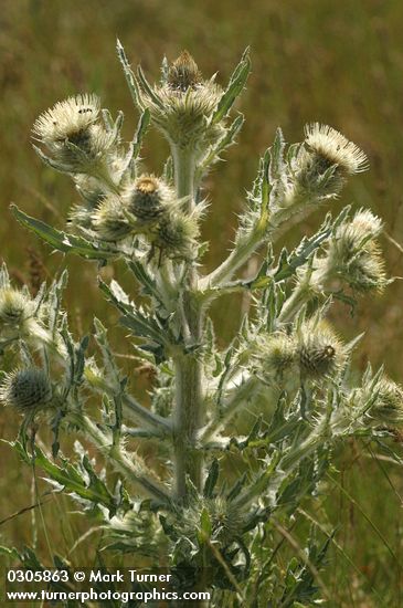 Wavy-leaf Thistle, backlit