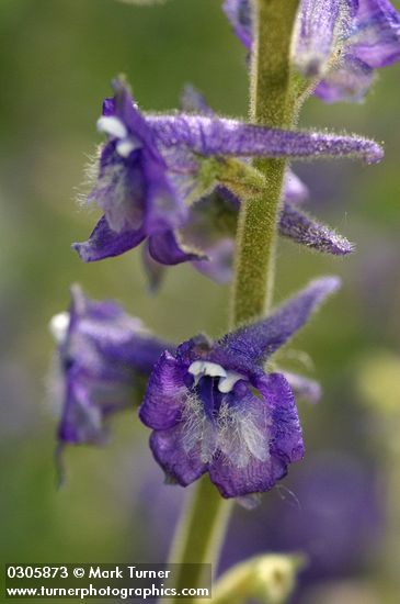 Kittitas Larkspur blossoms extreme detail