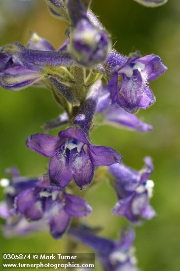 Kittitas Larkspur blossoms detail