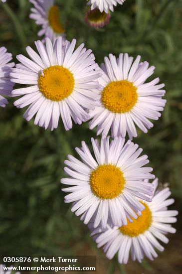 Thread-leaf Fleabane blossoms detail