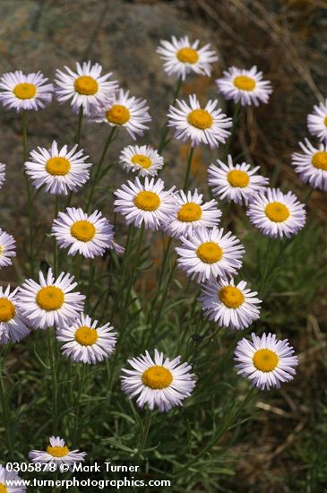 Thread-leaf Fleabane