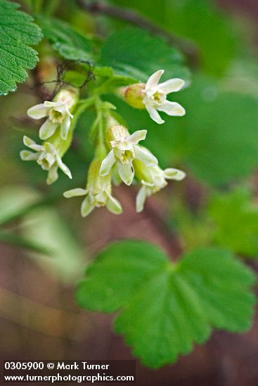 Sticky Currant blossoms & foliage detail