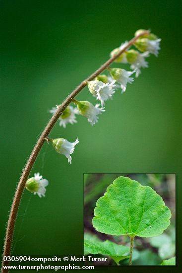 Three-toothed Mitrewort blossoms detail