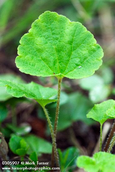 Three-toothed Mitrewort basal foliage detail