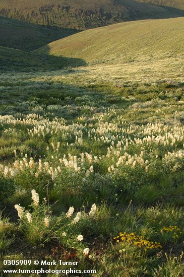 Sulphur Lupines (white form) blanket hillside late afternoon