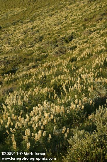 Sulphur Lupines (white form) blanket hillside late afternoon