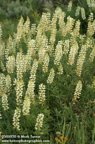 Sulphur Lupines (white form)