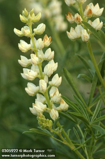 Sulphur Lupines (white form) blossoms & foliage detail