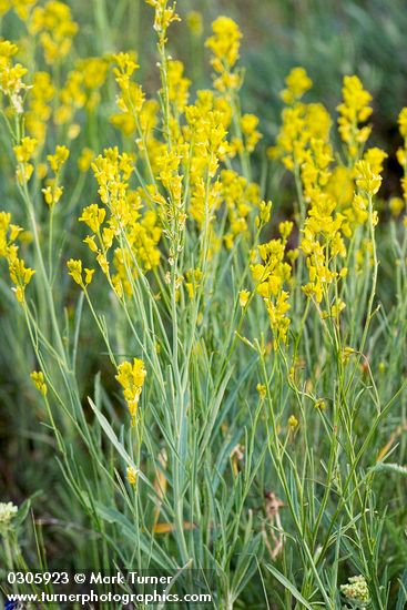 Flaxleaved Plains Mustard