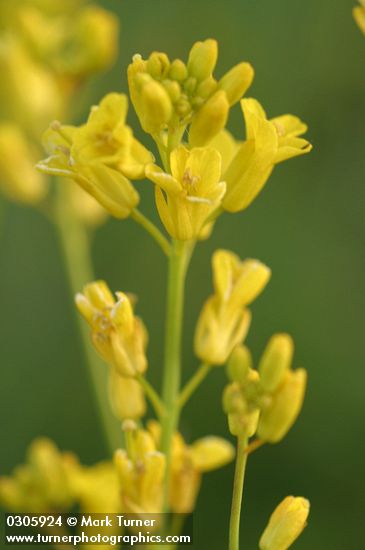Flaxleaved Plains Mustard blossoms detail