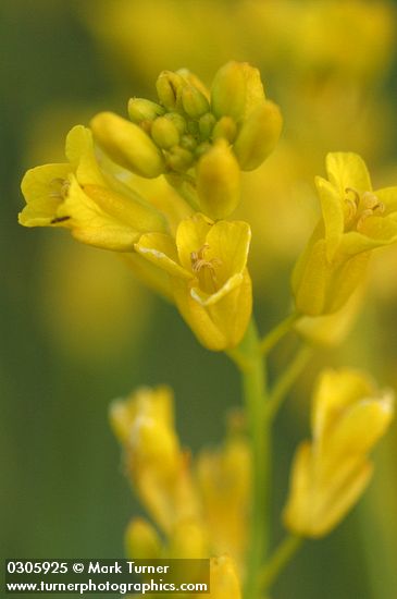 Flaxleaved Plains Mustard blossoms detail