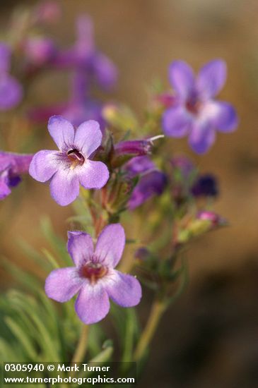 Rock Penstemon blossoms detail